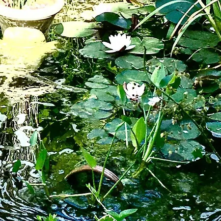 Guest house Il Giardino Del Borgo